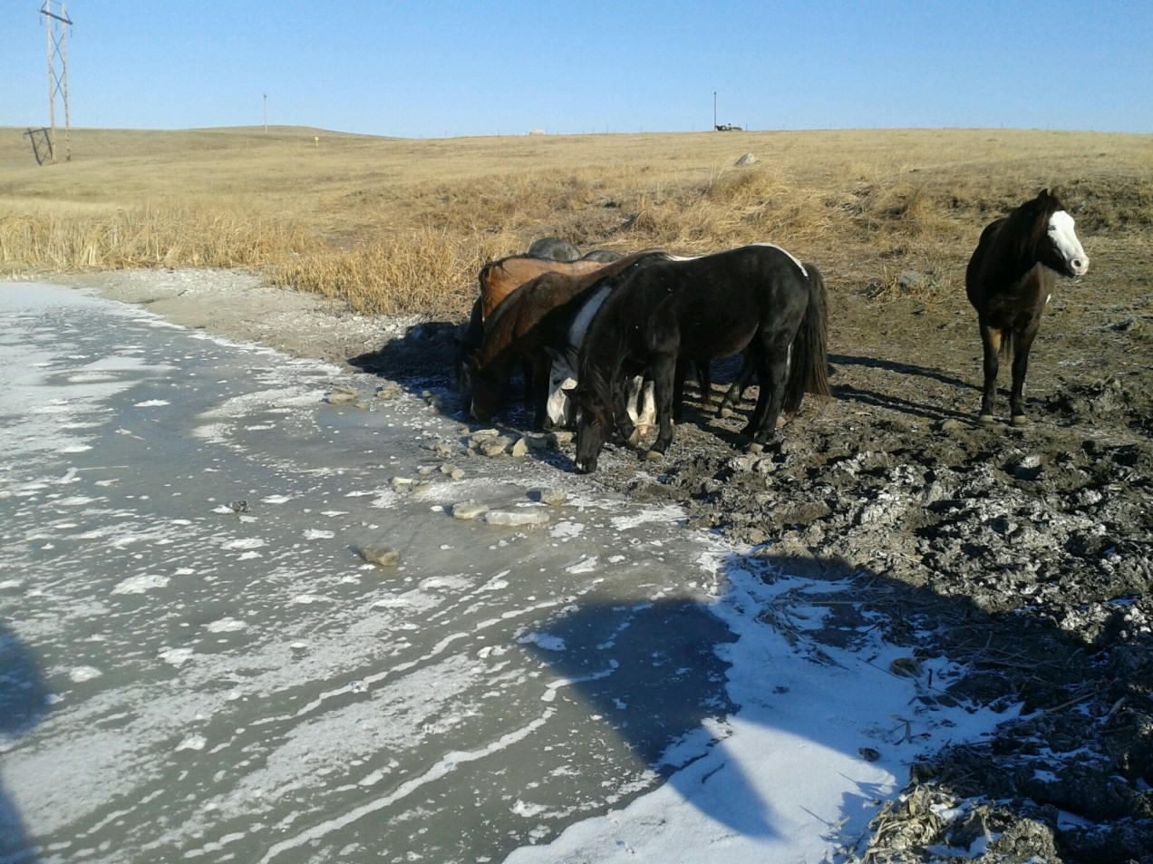 2015-11-27 10.44.20.jpg image